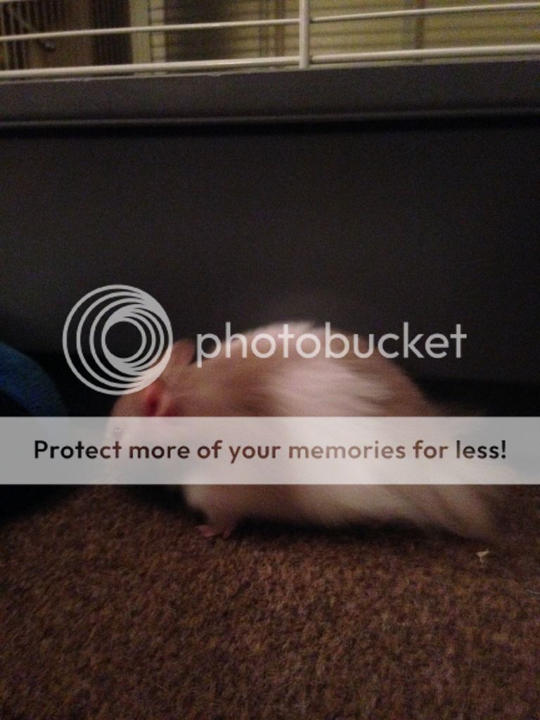 Hamster testicles... Hamster Central